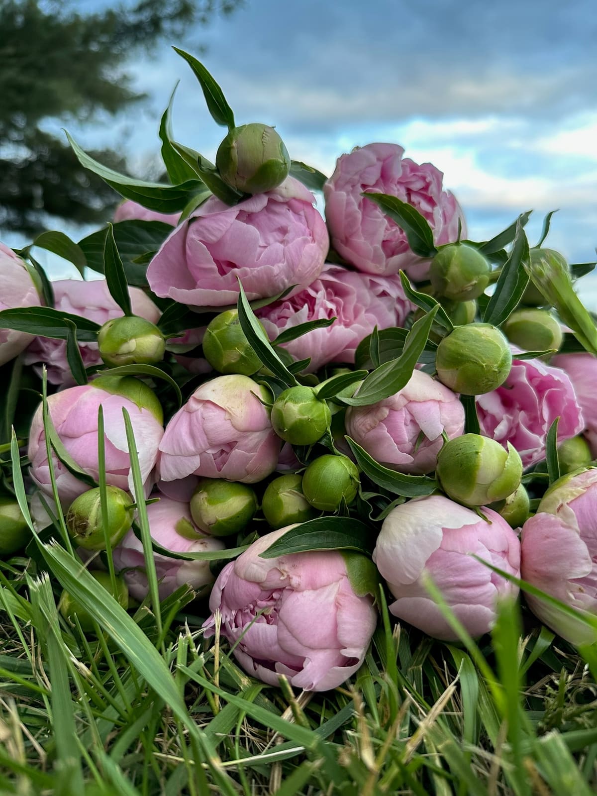 An armful of pink peonies and buds resting on the grass at dusk