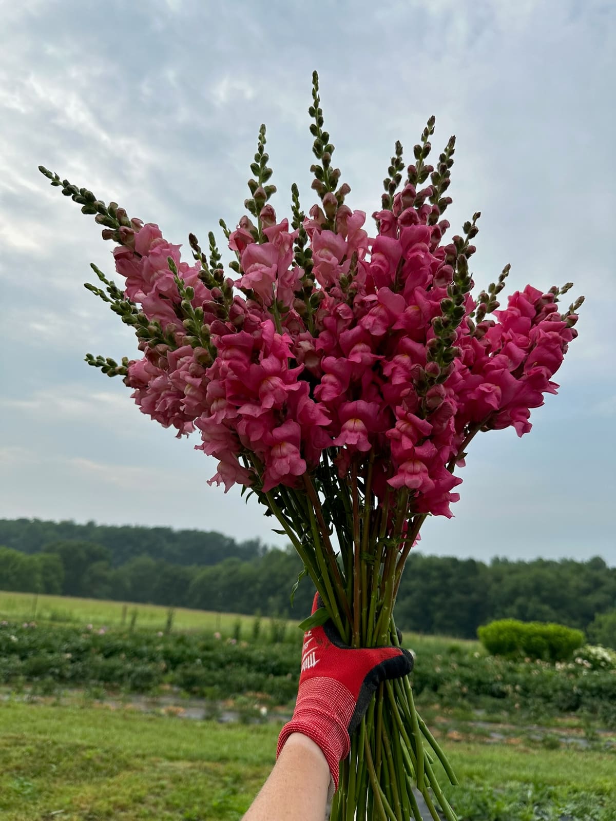 A gloved hand holding a big bunch of pink snapdragons in the field