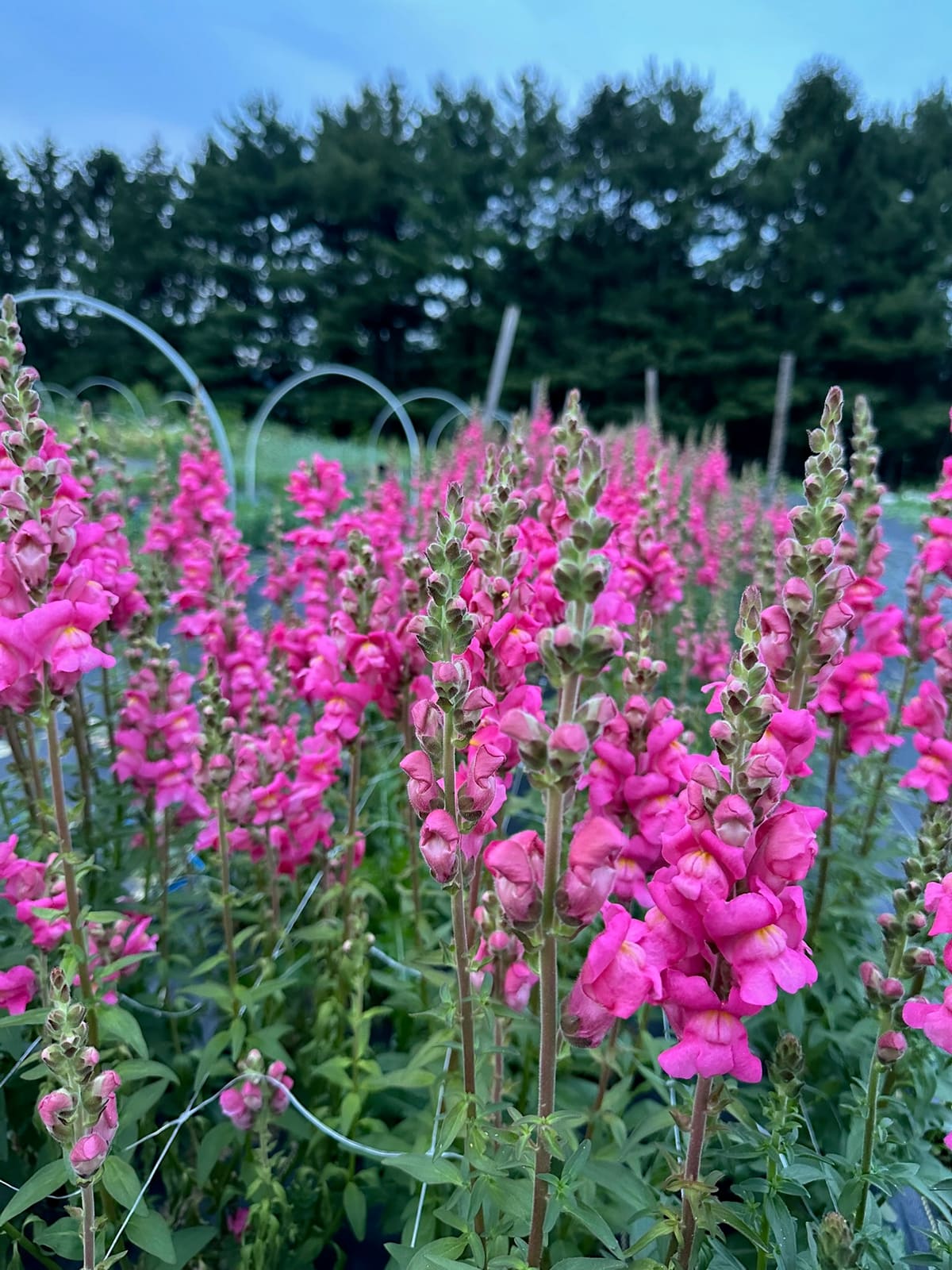 Rows of hot-pink snapdragons blooming in the field at dusk