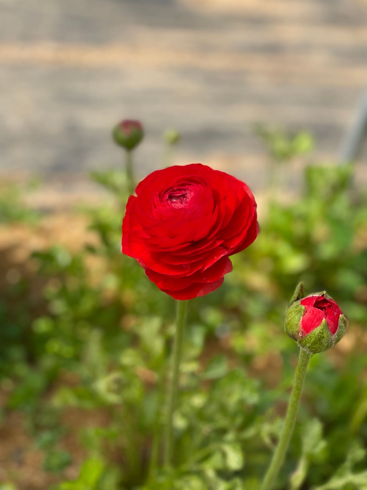 A single vivid red ranunculus in bloom in the field