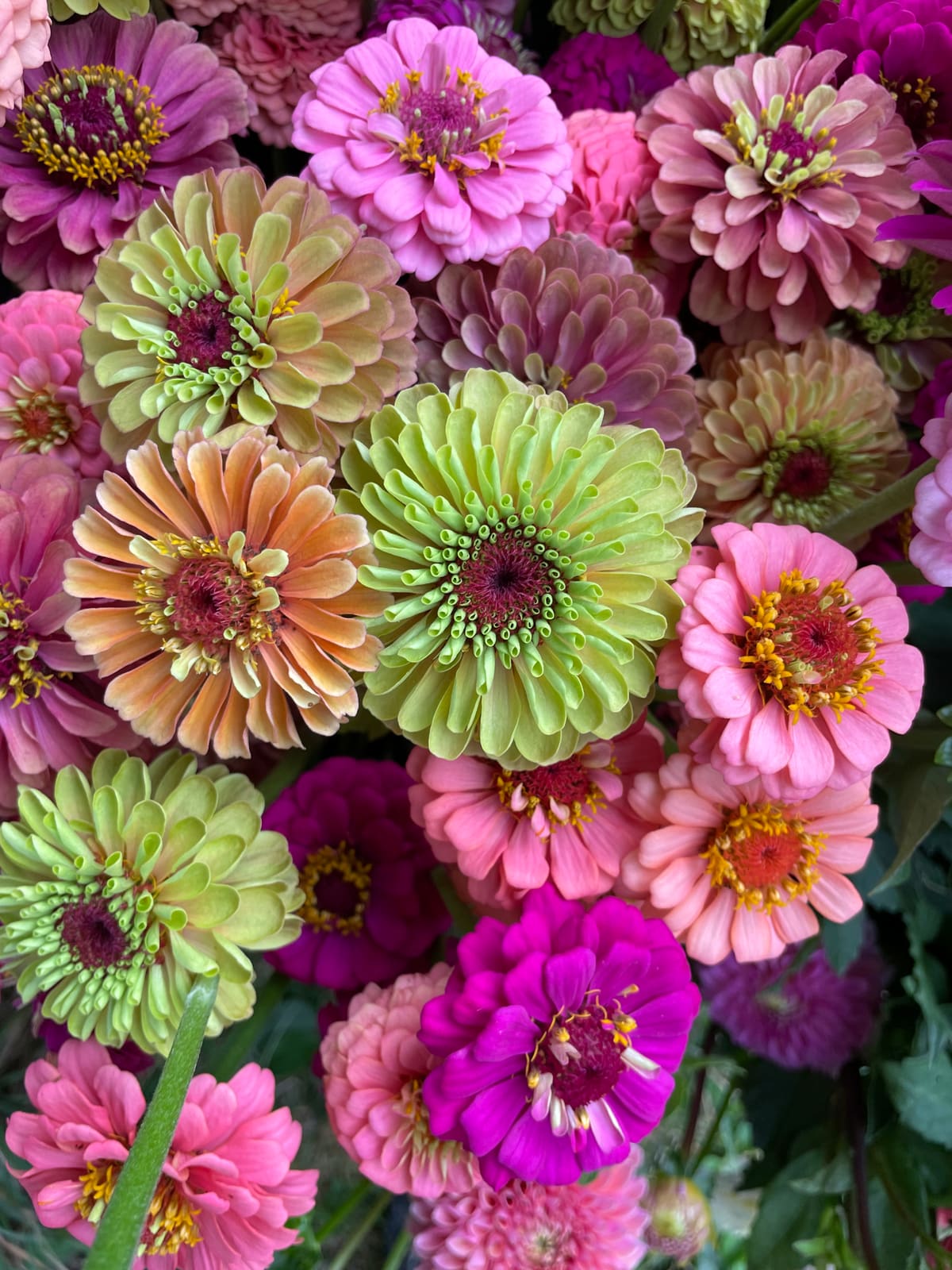 A close-up of ruffled zinnias in pink, coral, and lime green