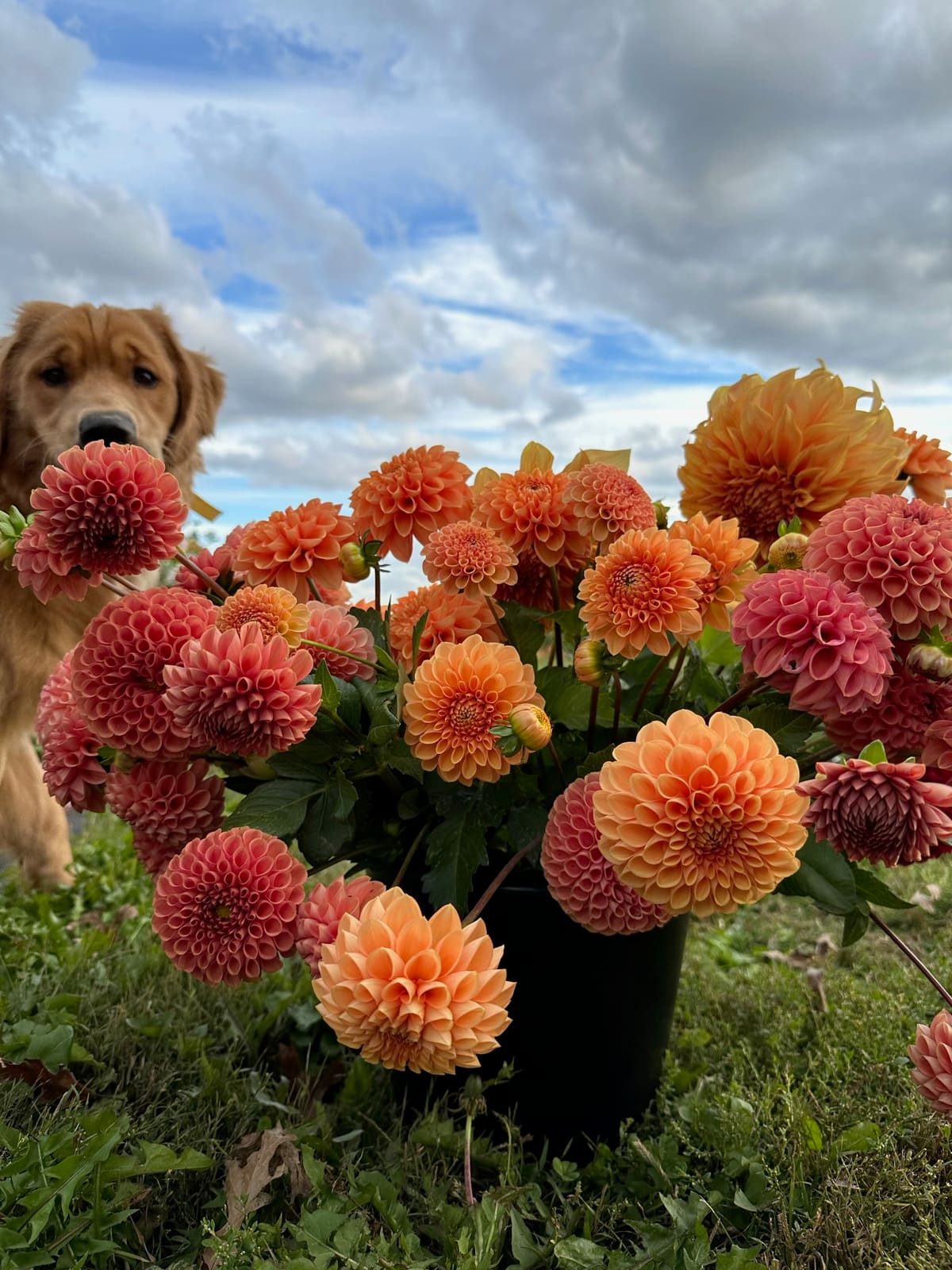 A bucket of coral and orange dahlias in the field with a golden retriever looking on