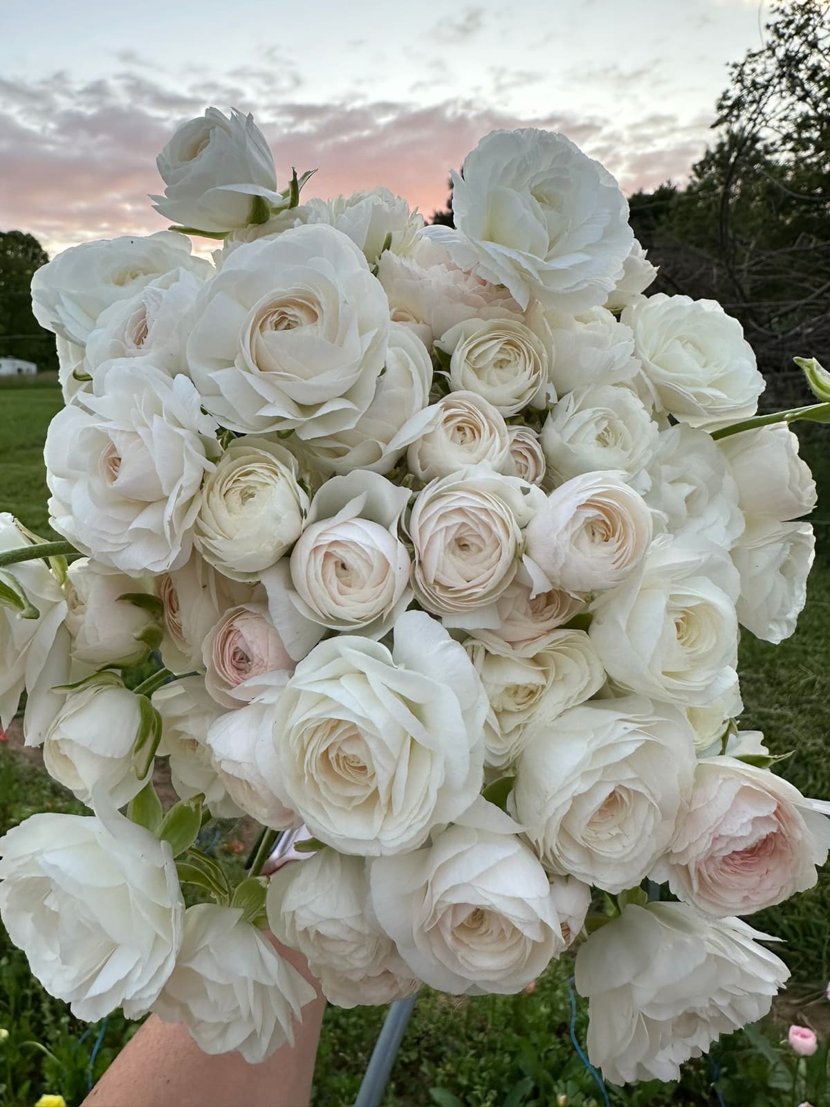 A lush bouquet of white and blush ranunculus and garden roses at sunset