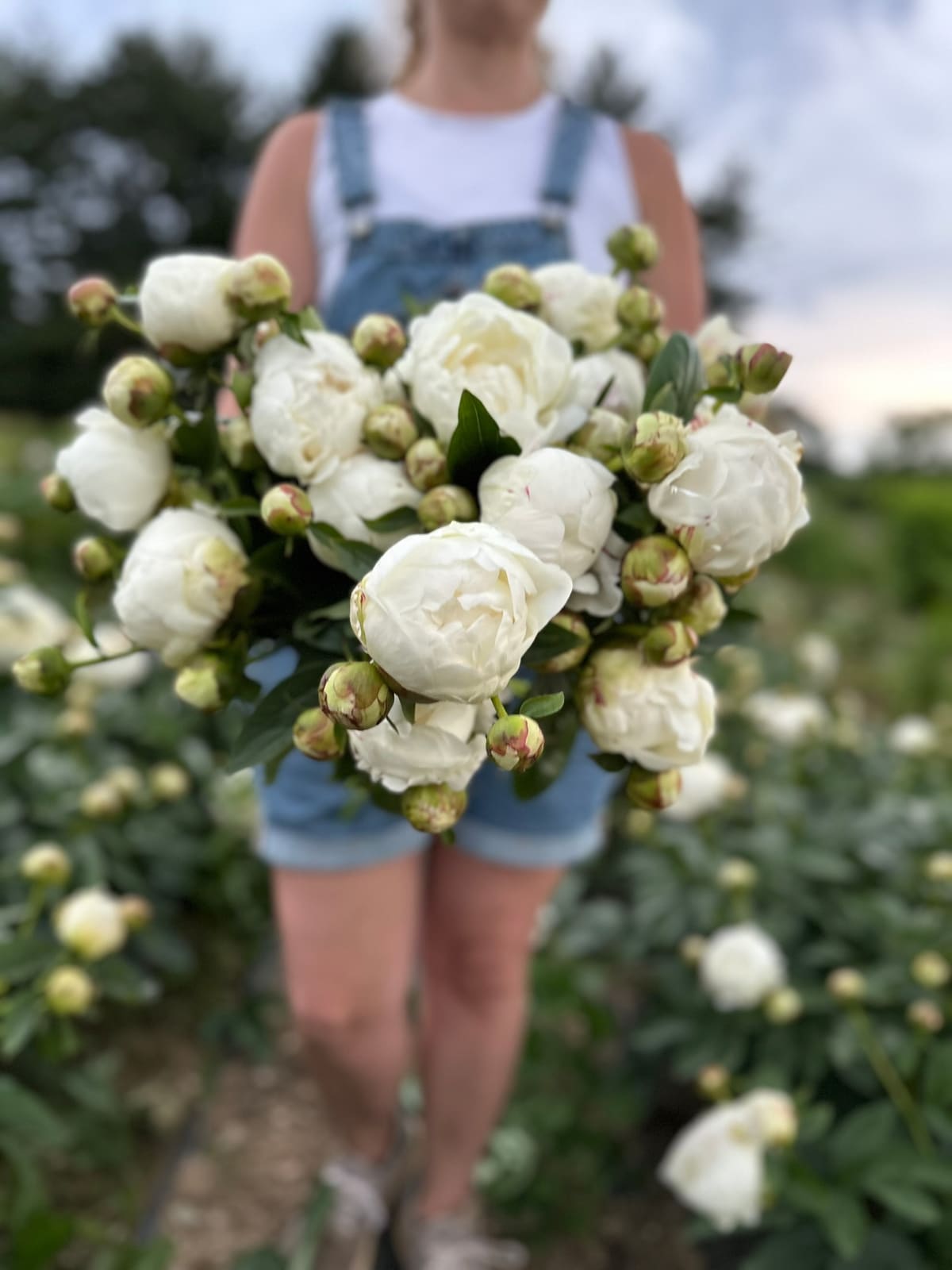 A grower in overalls holding an armful of freshly cut white peonies
