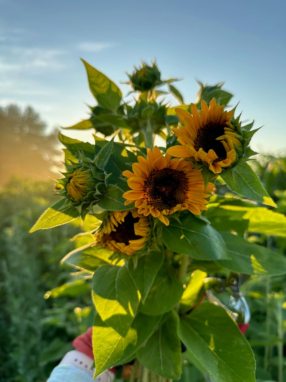 A cluster of freshly cut sunflowers held up in the field at golden hour