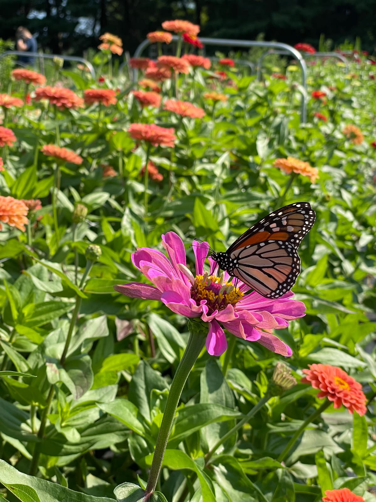 A monarch butterfly resting on a pink zinnia in the flower field