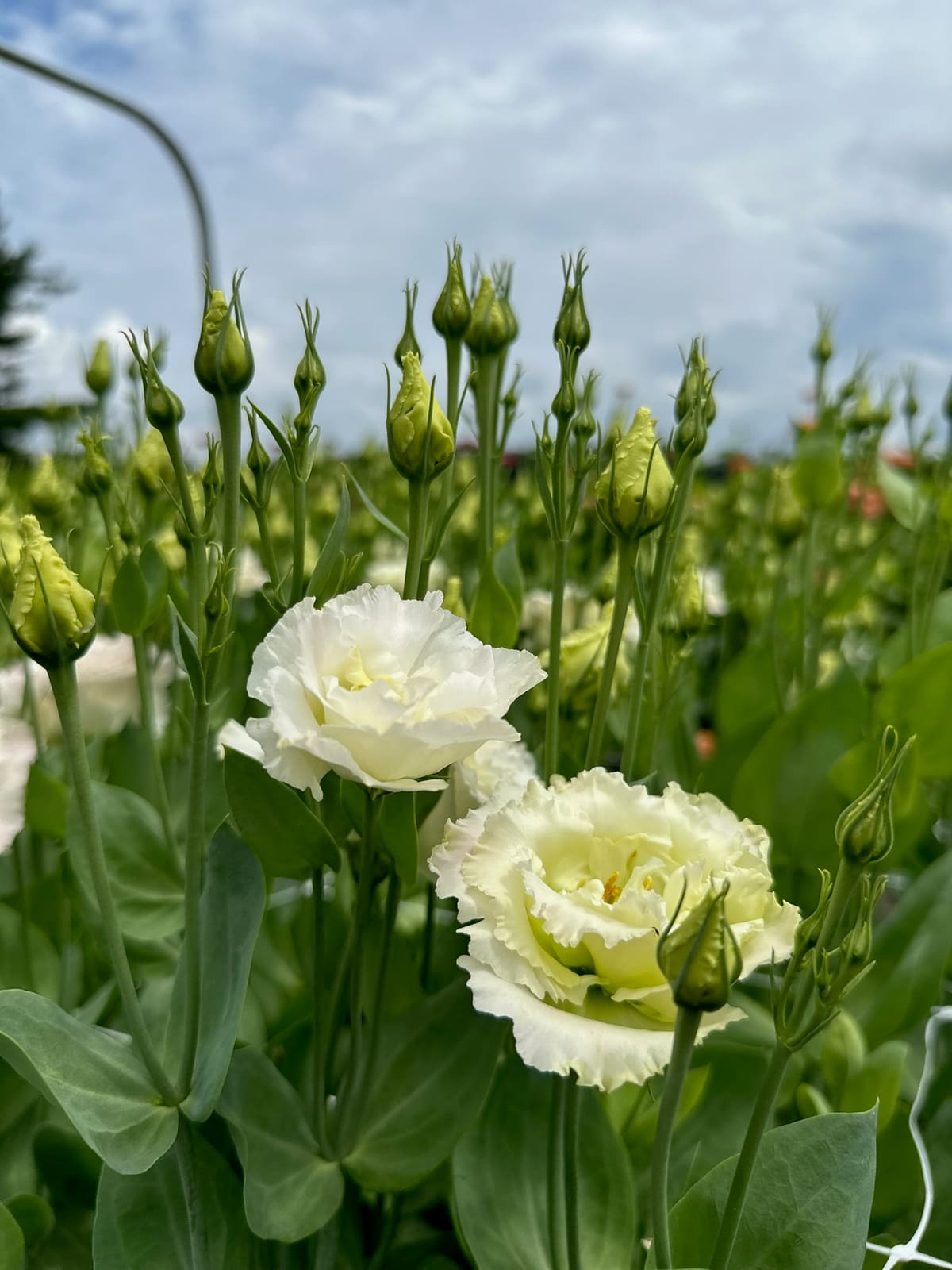 White and pale-green ruffled lisianthus blooming in the field rows