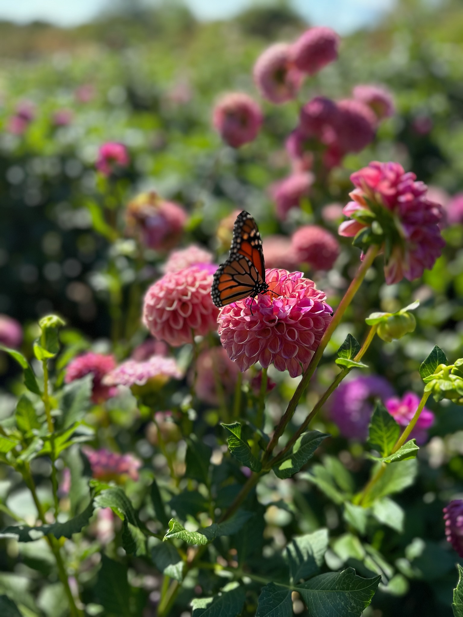 A monarch butterfly resting on a pink dahlia in our field